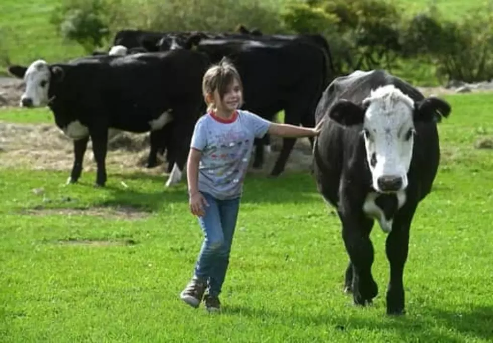 Cows Caught In Storm Die From Freak Lightning Strike in Winslow