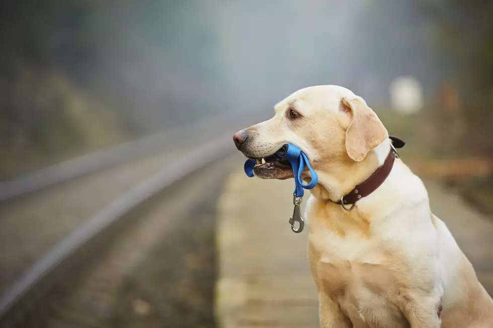 Get Your Pet Microchipped for Cheap in Westbrook on Black Friday