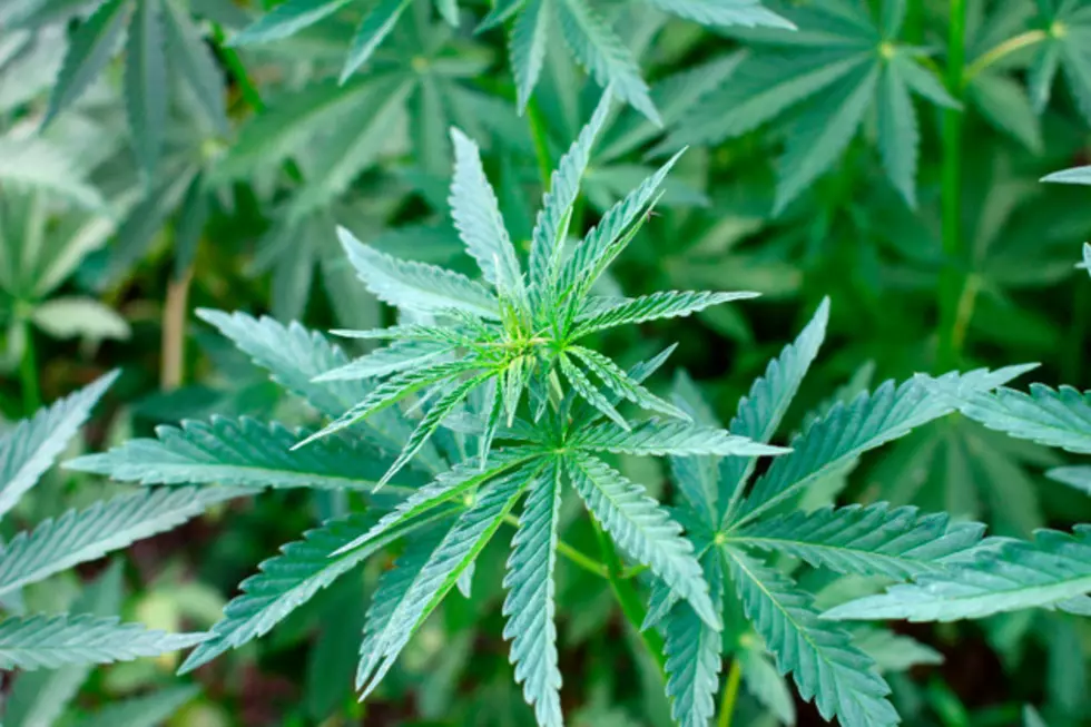 Read The New Guidelines for Maine Marijuana Sales