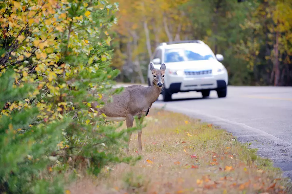 Your Evening Commute in Maine Now Coincides With Peak Deer Movement