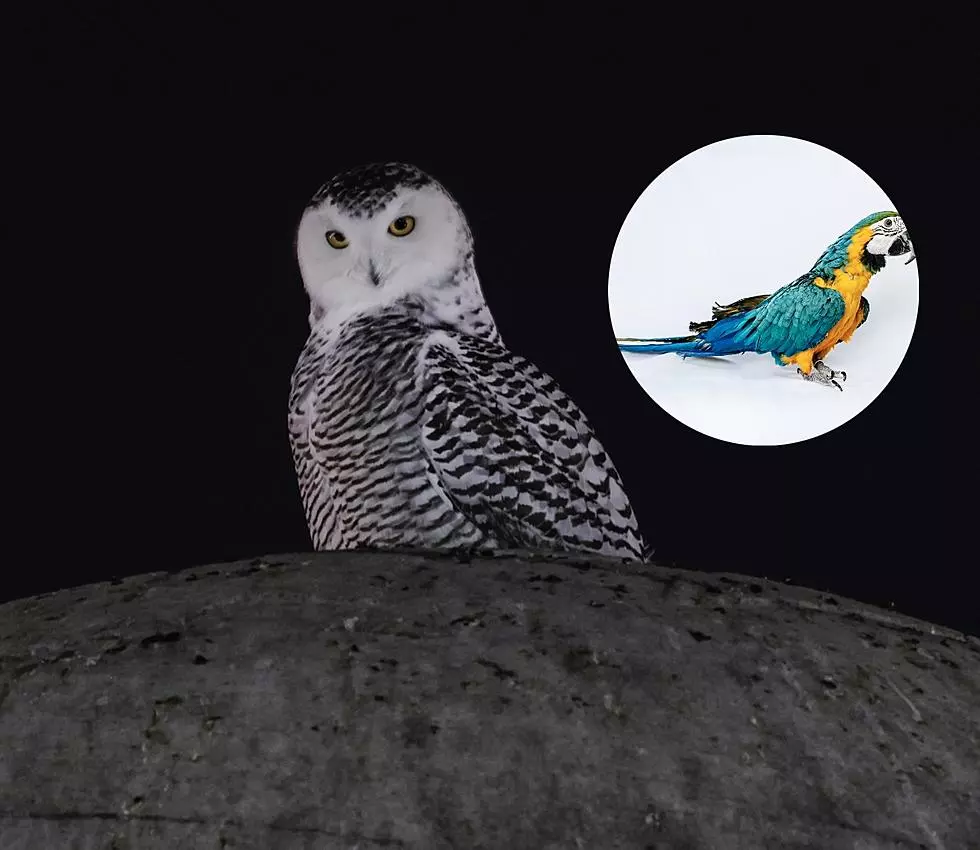15 Wacky New England Animal Stories From 2023